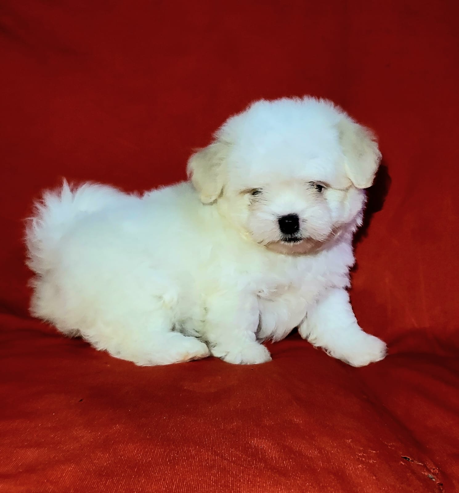 Maltese